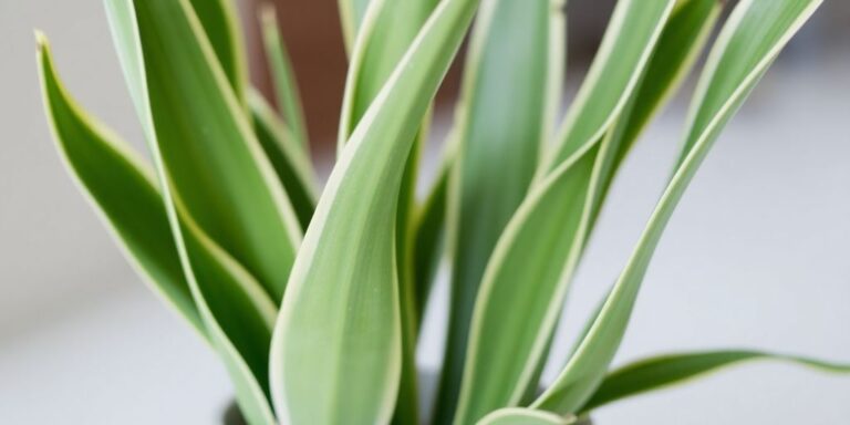 Healthy snake plant variety in a pot.